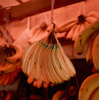 Fächer Banana
