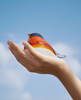 Glasvogel orange/rot